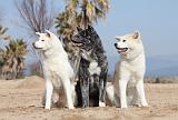 AKITA INU 131